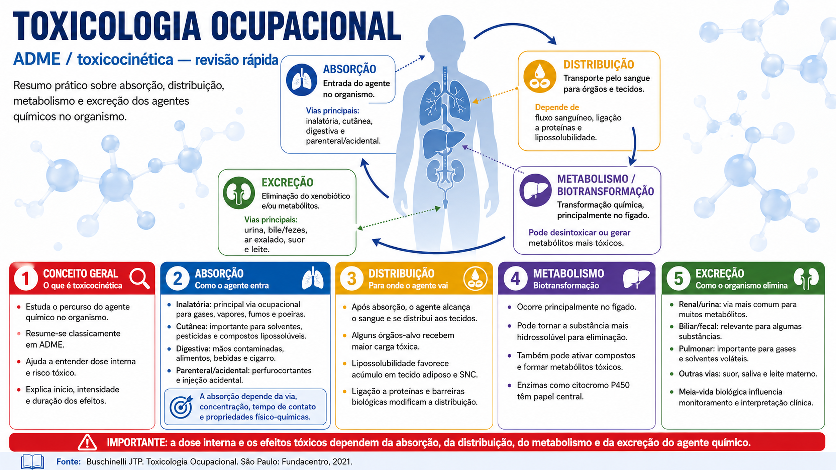 Resumo visual sobre ADME em toxicologia